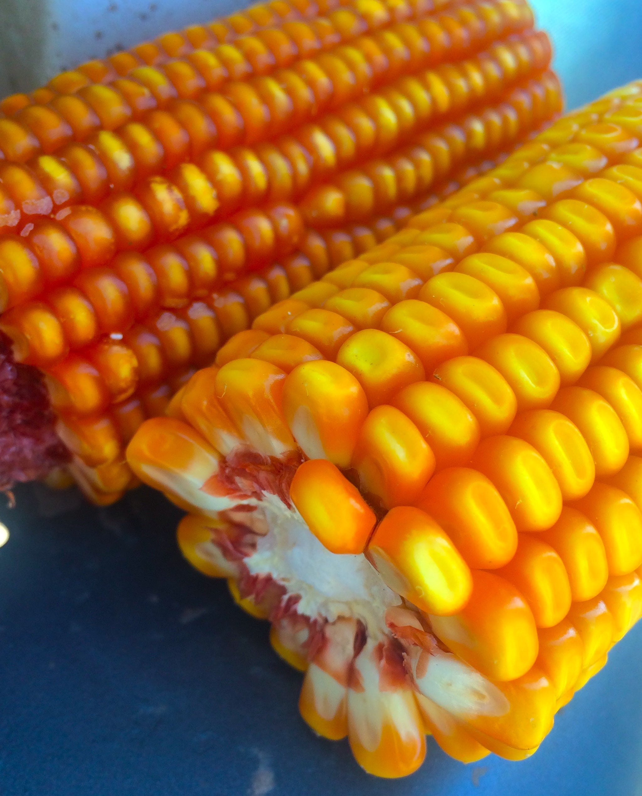 Yellow Corn Meal - ⁄ ジャケット⁄L⁄コットン⁄RED⁄YB Corn(イエロー
