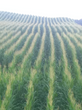 White Corn Meal-GRITS